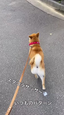 早足で猫から遠ざかっていく犬
