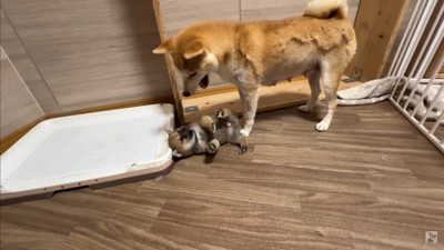 生後35日目の赤ちゃん犬たち9