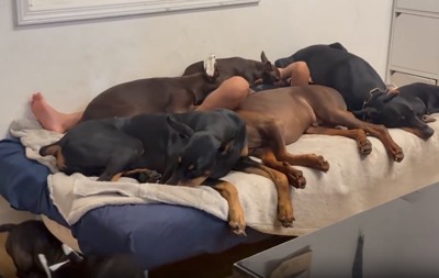 ベッドに眠るわんこ