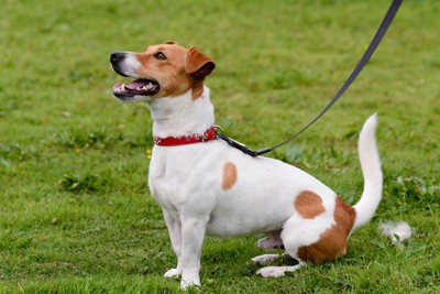 赤い首輪をつけている犬