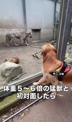 ライオンさんにご挨拶