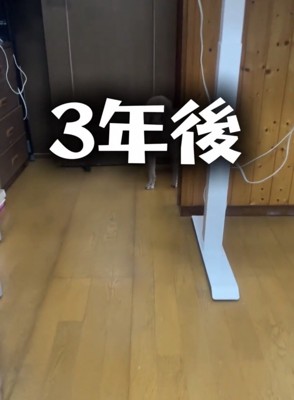 部屋の奥に立つ犬