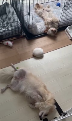 イタズラを誤魔化す小春ちゃん&つむぎちゃん⑩