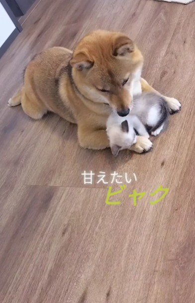 甘えん坊のビャクちゃん