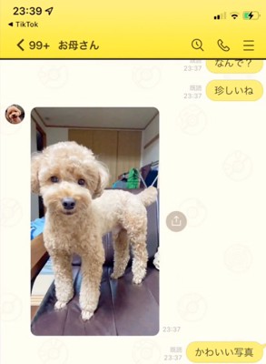 カメラ目線の犬