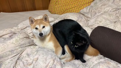 15分後も同じ体勢の2匹
