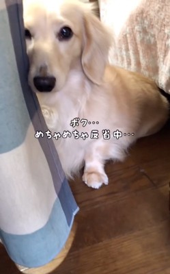 涙目で見つめる犬