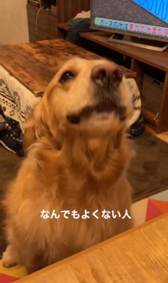 質問にお返事するこたつ君⑩