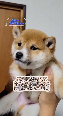 子犬を叱る男性