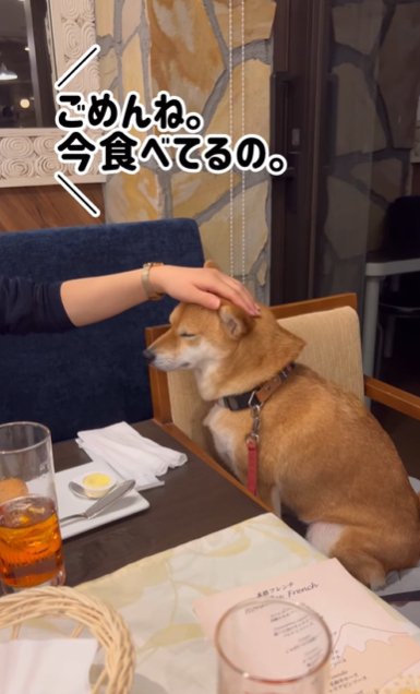 レストランの椅子で撫でられる柴犬
