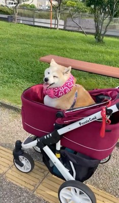 カートに乗って散歩をする犬