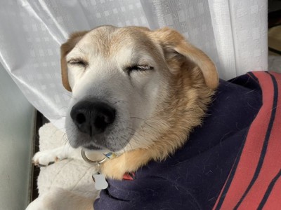 気持ちよさそうな