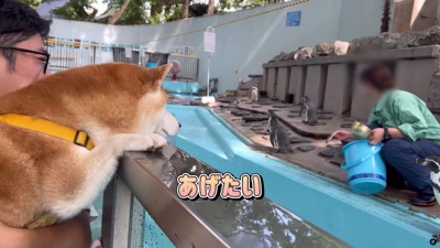推しのペンギンがいるのかも♡