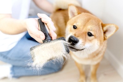 ブラッシングされた柴犬