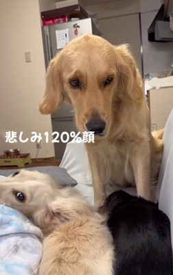 悲しすぎるステラちゃん