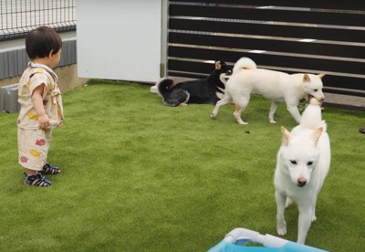 遊ぶ犬たちと子供