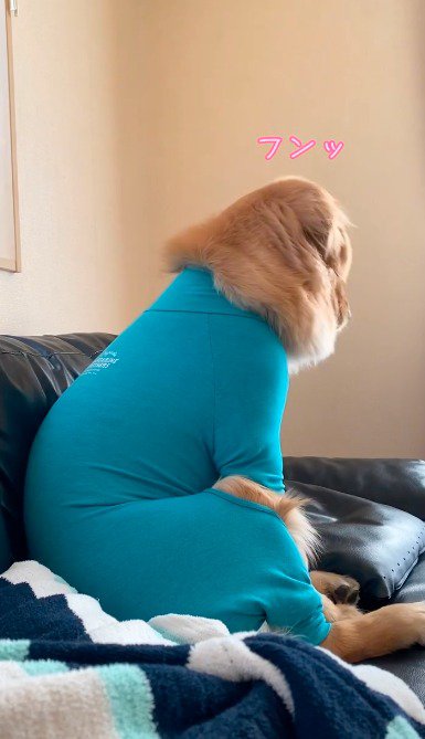 女性から目を逸らす犬