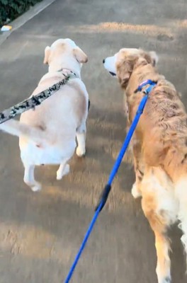 元気に走る大型犬達