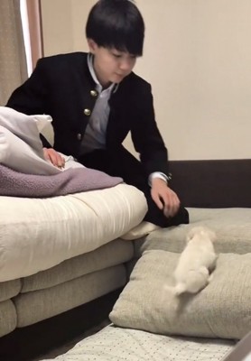 クッションを登る犬