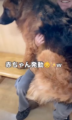 飼い主の上に乗る犬