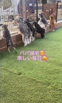 ワンコたちのお出迎え