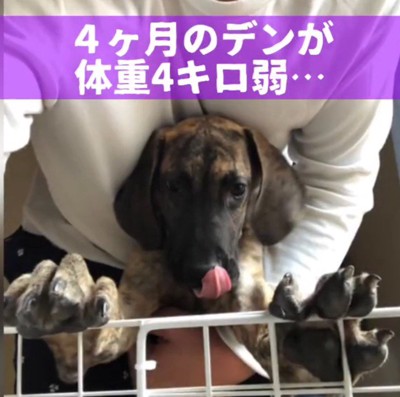 支えられながらケージに手をつく痩せ細った子犬