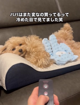 目を細める犬