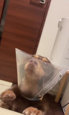 歯が剝き出し！！
