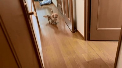 後追いするパンナちゃん