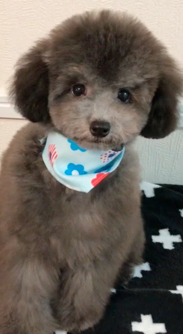 バンダナを巻いた犬