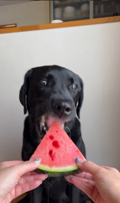 スイカを食べるポールくん4