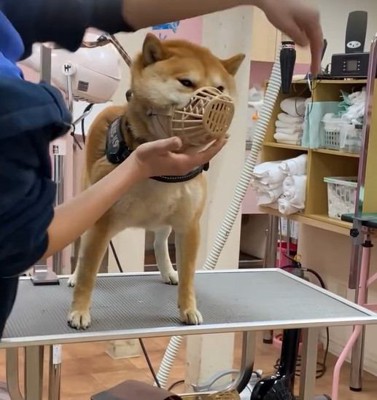 トリマーに口輪を戻される犬