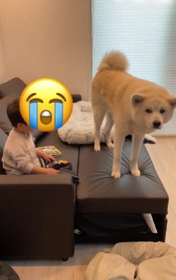 テレビを見たい男の子