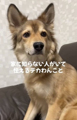 ブルブル震える犬