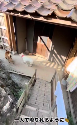 友達犬と待ち合わせ