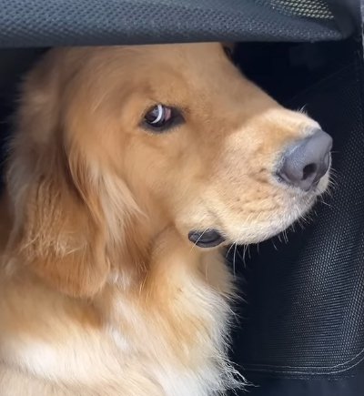 飼い主を見る大型犬