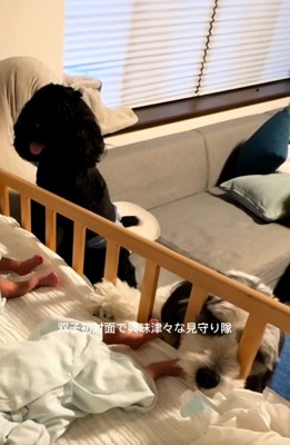 双子の赤ちゃんの興味がある2匹