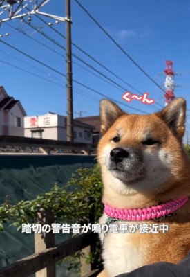 鳴きだすくうちゃん