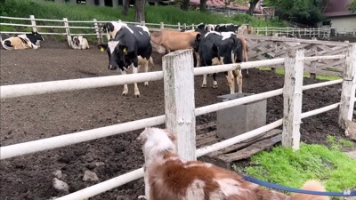 興味津々のガルチェロちゃん