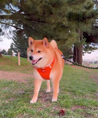 笑っている柴犬