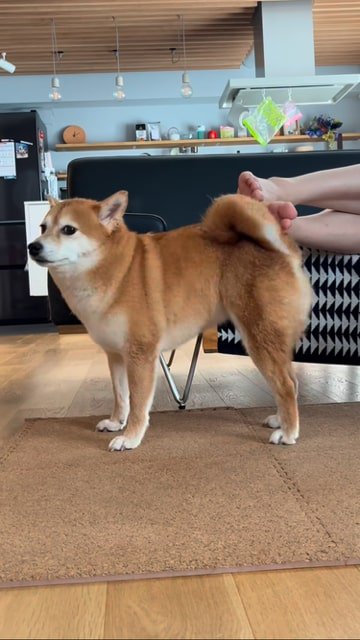 飼い主さんの足にセルフなでをする犬カメラ目線