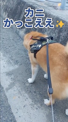 カニに興味津々のスティーブさん8