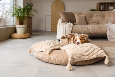 クッションの上で眠る犬