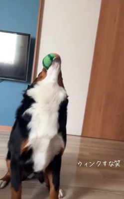 ボールをキャッチしたはくちゃん