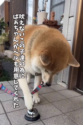 ベルを鳴らす犬