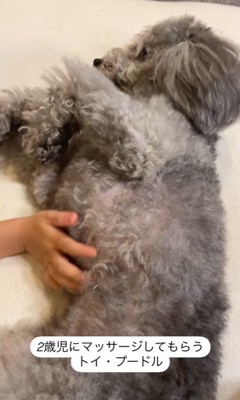 男の子にマッサージしてもらうグリィくん