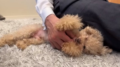 ムキ顔の小殿くん