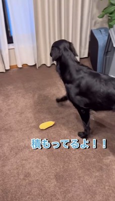 「こっち来て！」