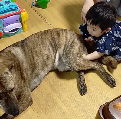 赤ちゃんに体を撫でられている犬