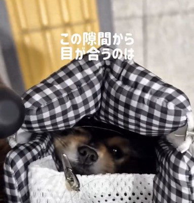 バッグの隙間から顔をのぞかせる犬